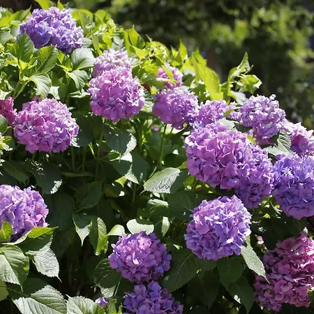 Le Ortensie Di Vittoria Nel A Pochi Minuti Di Auto Dalle Spiagge *
