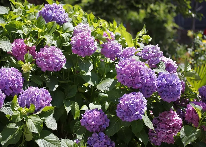 Le Ortensie Di Vittoria Nel A Pochi Minuti Di Auto Dalle Spiagge *